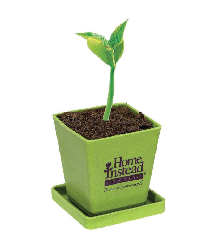 Mint Planter Kit